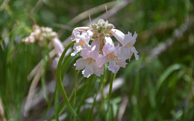 Chilopsis linearis, Desert Willow, Southwest Desert Flora